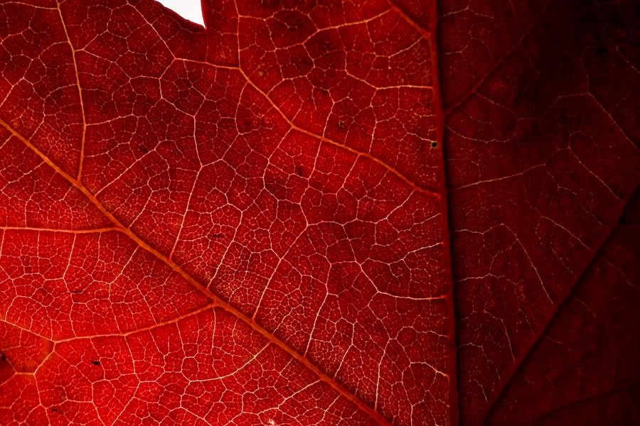 IMAGE: http://i252.photobucket.com/albums/hh26/Daniel2000/macros/IMG_6237.jpg