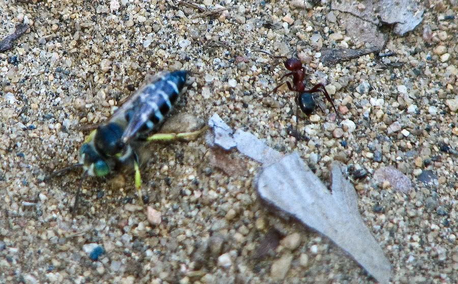 IMAGE: http://i252.photobucket.com/albums/hh26/Daniel2000/macros/IMG_6685.jpg