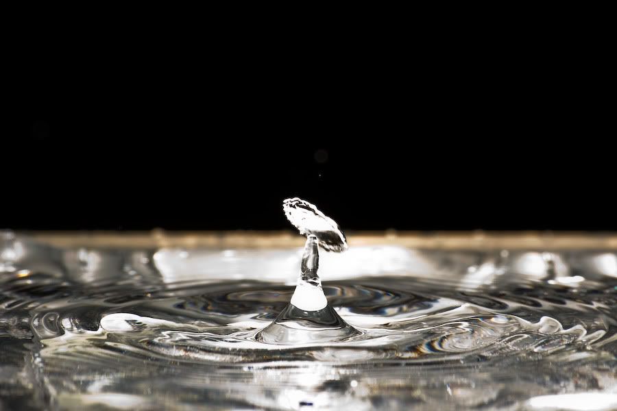 IMAGE: http://i252.photobucket.com/albums/hh26/Daniel2000/macros/IMG_6873.jpg