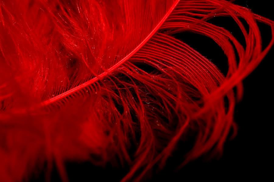 IMAGE: http://i252.photobucket.com/albums/hh26/Daniel2000/macros/IMG_7245.jpg