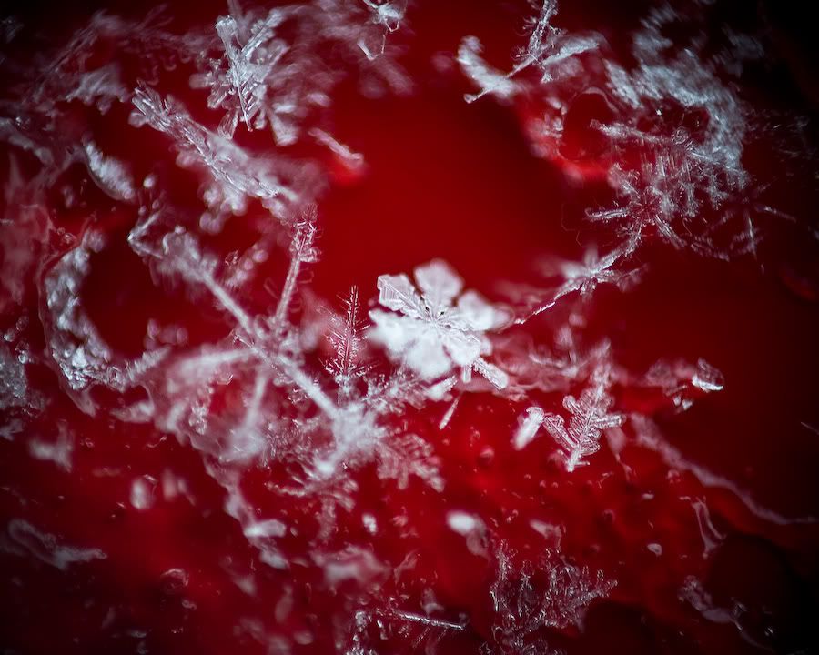 IMAGE: http://i252.photobucket.com/albums/hh26/Daniel2000/macros/IMG_9926.jpg