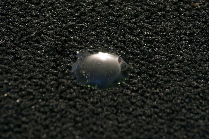 IMAGE: http://i252.photobucket.com/albums/hh26/Daniel2000/macros/_MG_1914.jpg