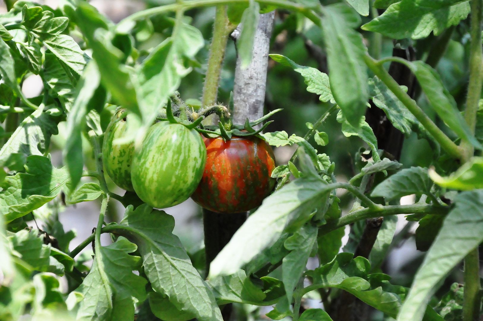 Heirloom tomatoes Heirloom tomatoes