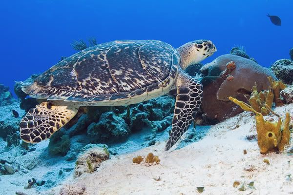 Volunteer to Save Sea Turtles