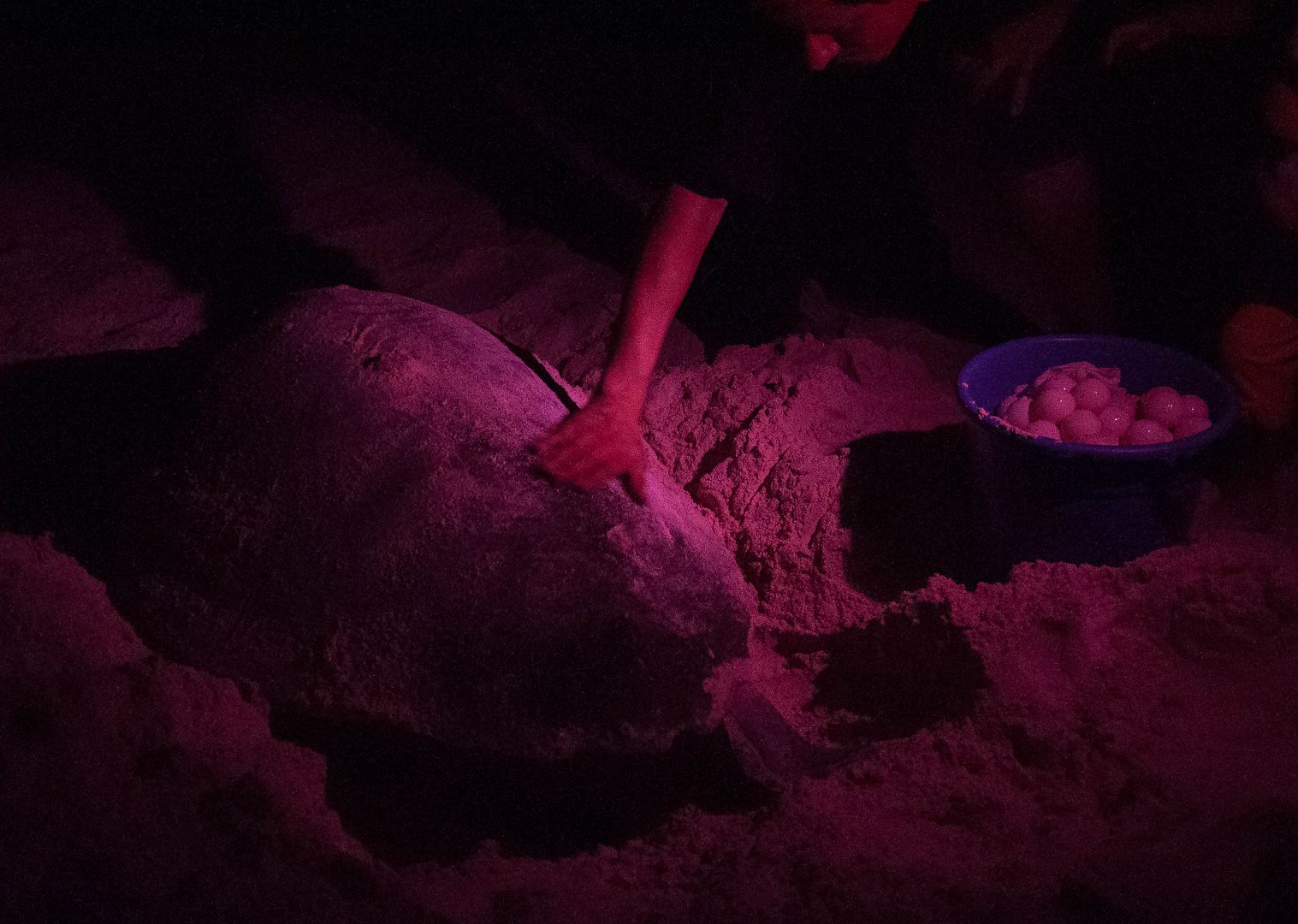 Xpu Ha Turtle Conservation