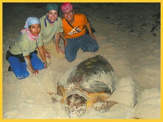 Volunteer to help Sea Turtles in the Riviera Maya, Mexico