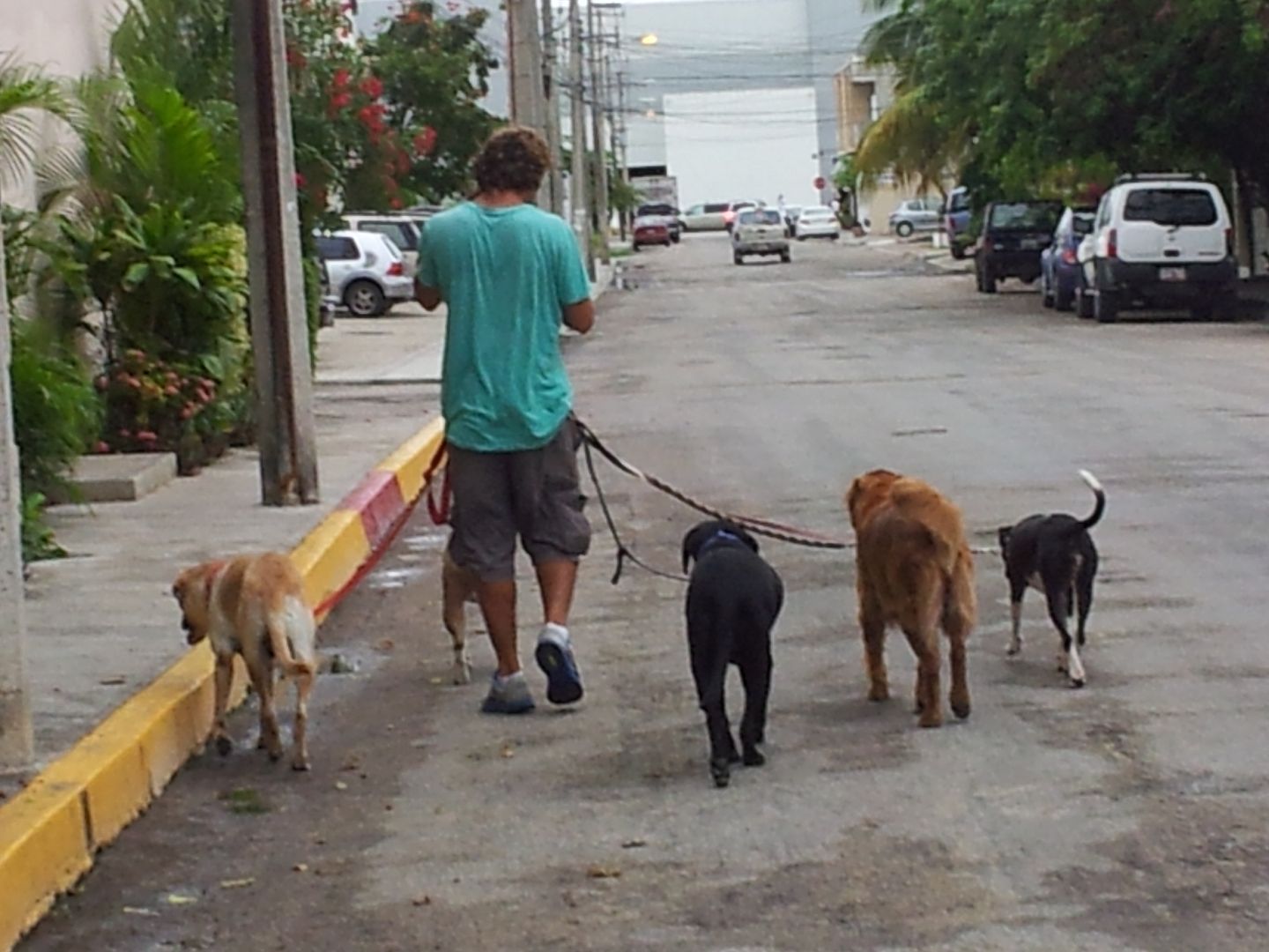 Dog Walking in Playa del Carmen