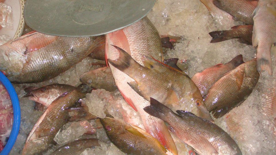 Fresh Fish in Playa del Carmen