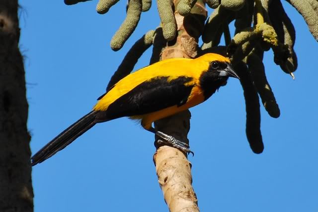 Birds of Quintana Roo