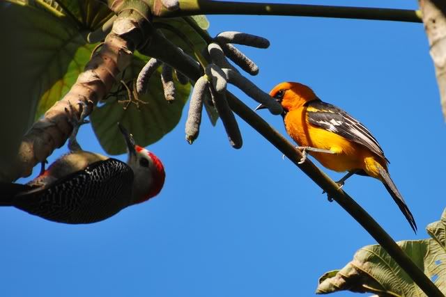 Birds of Quintana Roo Birds of Quintana Roo