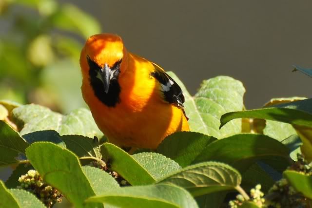 Birds of Quintana Roo