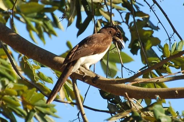 Birds of Quintana Roo Birds of Quintana Roo