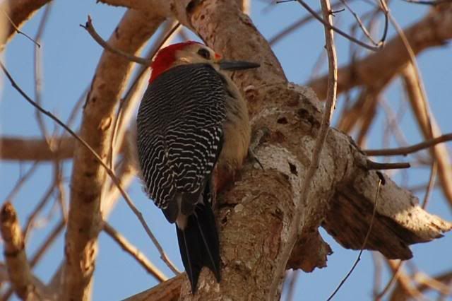 Golden Fronted Woodpecker
