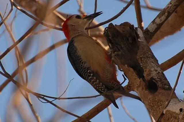 Golden Fronted Woodpecker Golden Fronted Woodpecker