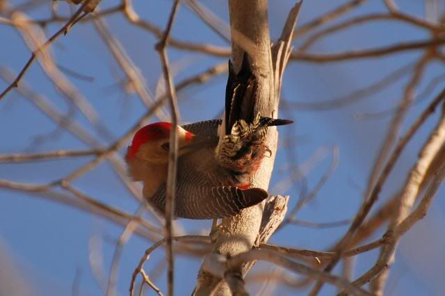 olden Fronted Woodpecker