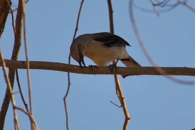 Tropical Mockingbird Tropical Mockingbird