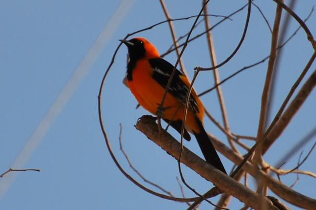 Hooded Oriole Hooded Oriole