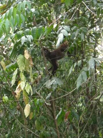 Punta Laguna Spider Monkeys