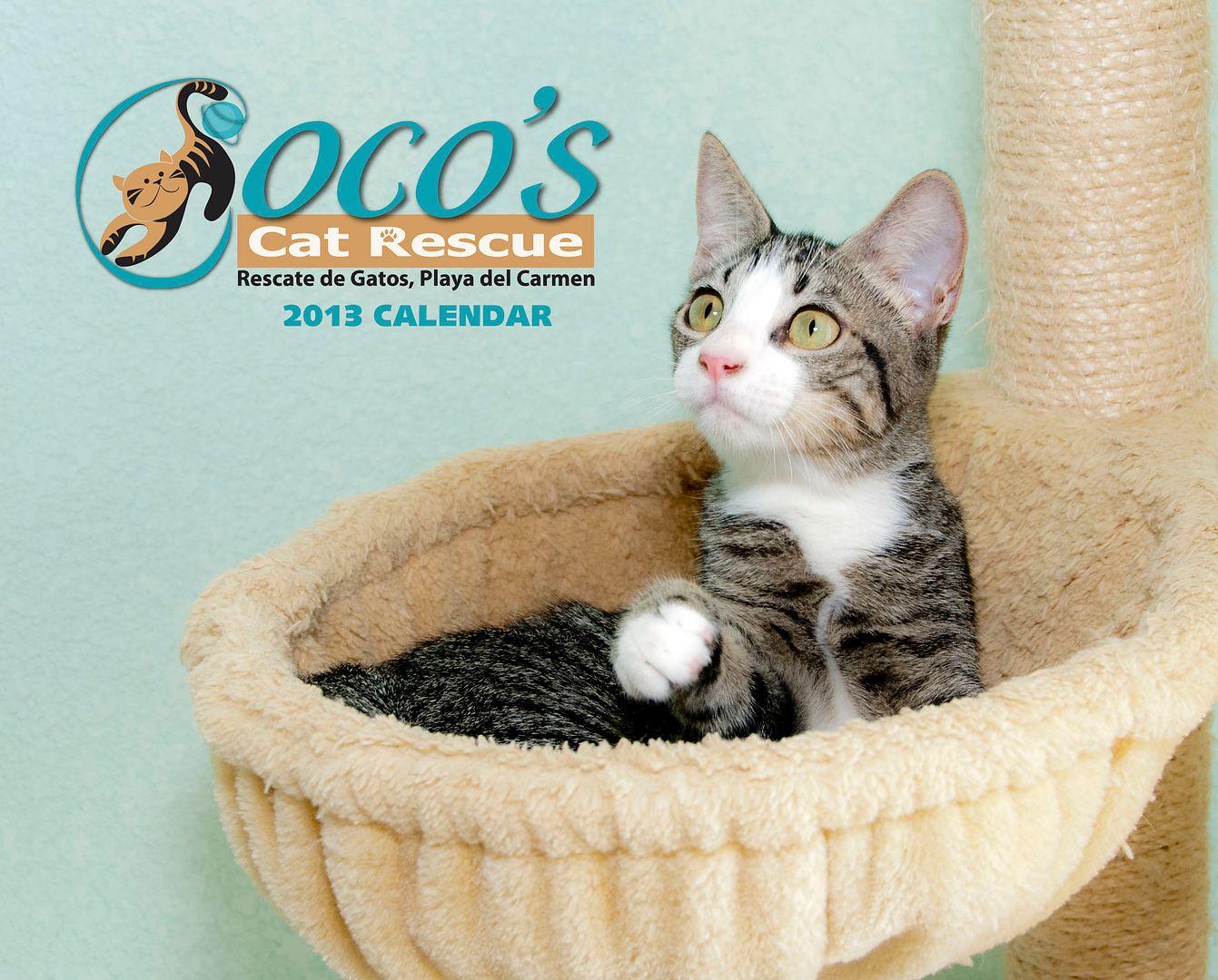 Coco's Cat Rescue Calendar 2012