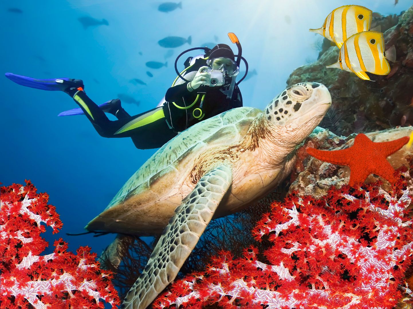 Save the Reef Riviera Maya