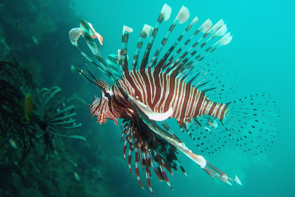 Lionfish