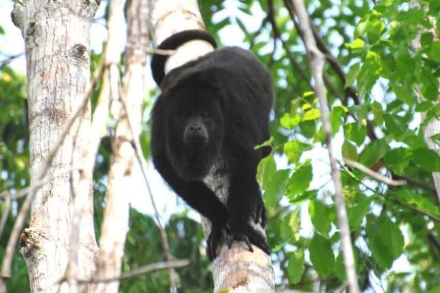 Howler Monkeys in Guatemala Howler Monkeys in Guatemala