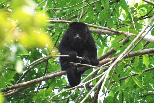 Howler Monkeys in Guatemala