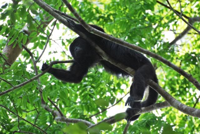 Howler Monkeys in Guatemala Howler Monkeys in Guatemala