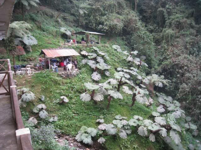Fuentes Georginas Fuentes Georginas