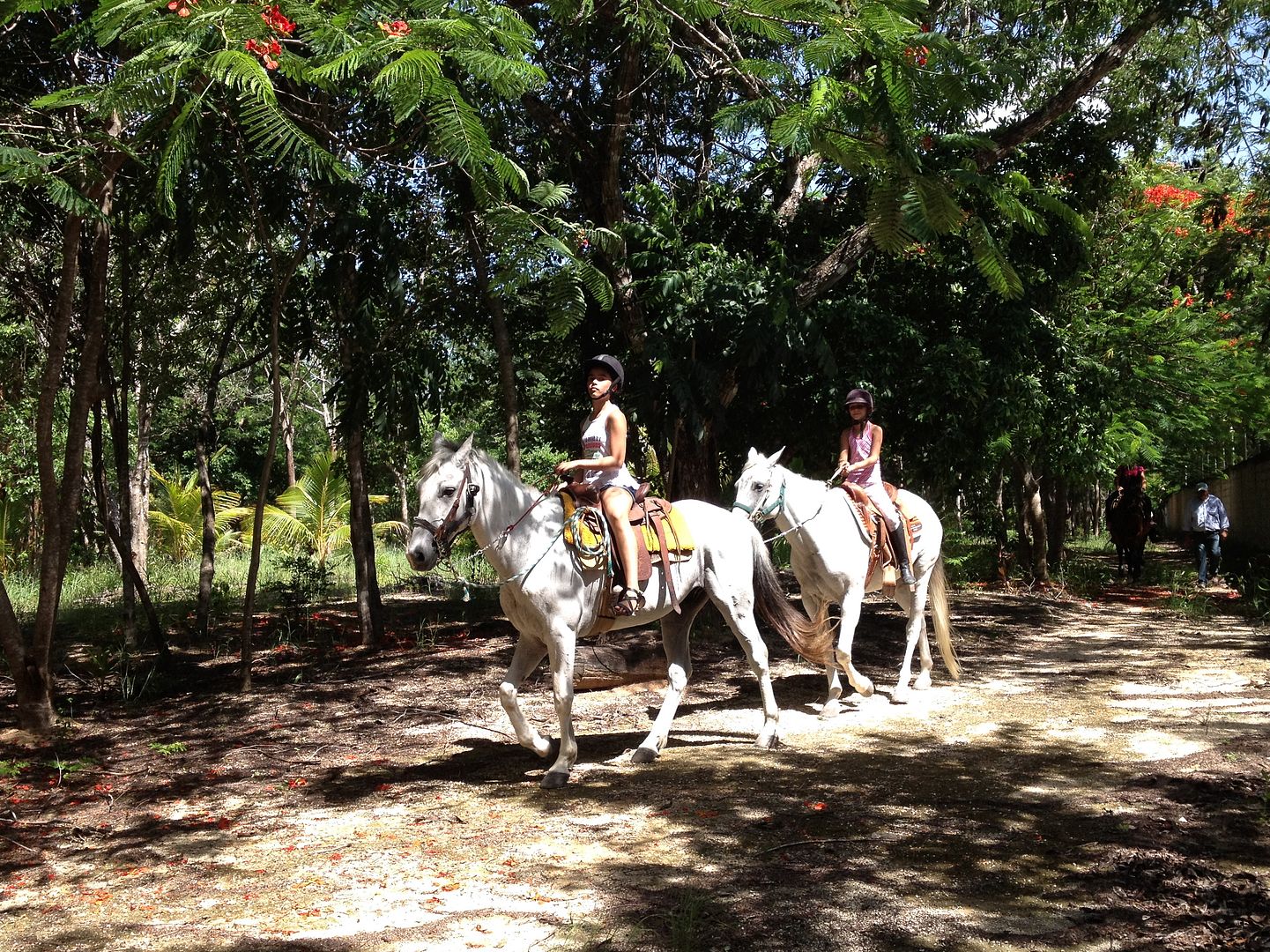 Stables Playa del Carmen Stables Playa del Carmen