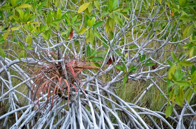 Muyil Mangroves