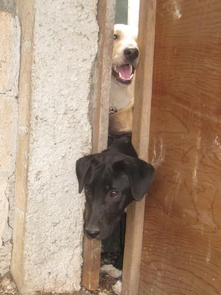 Playa del Carmen Peanut Pet Shelter Playa del Carmen Peanut Pet Shelter