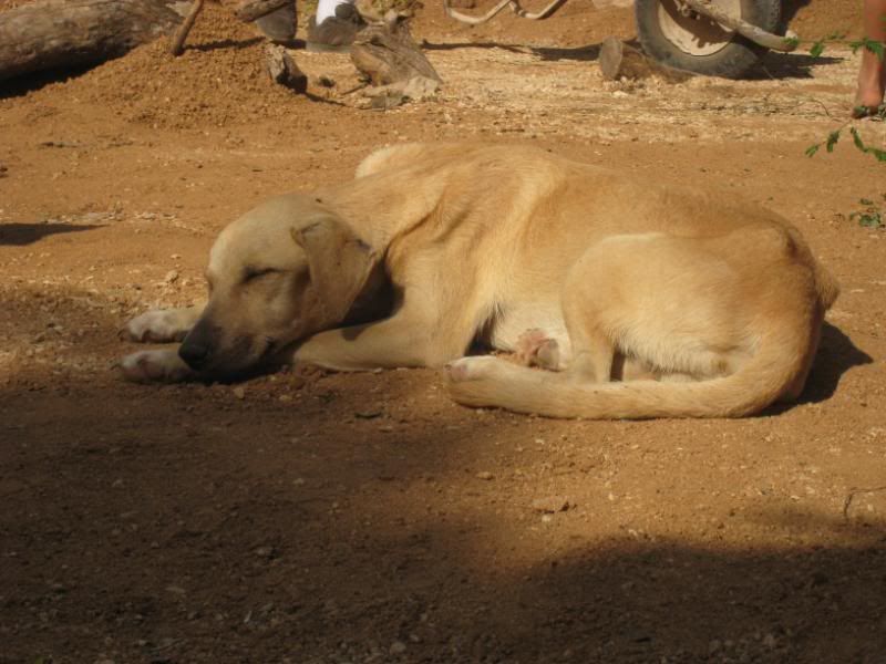 Playa del Carmen Peanut Pet Shelter Playa del Carmen Peanut Pet Shelter