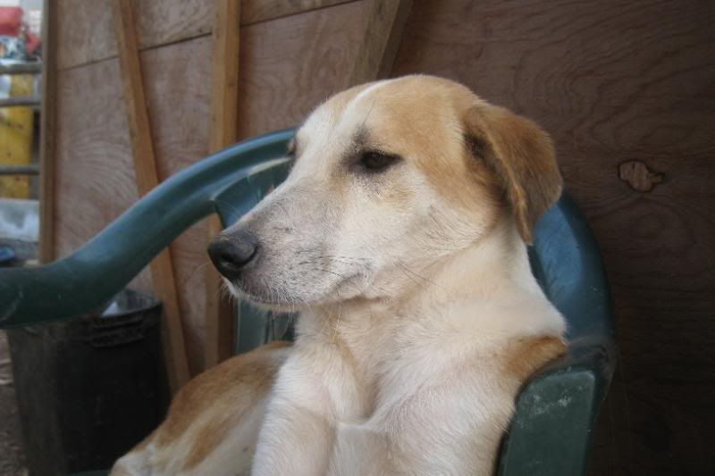 Playa del Carmen Peanut Pet Shelter Playa del Carmen Peanut Pet Shelter
