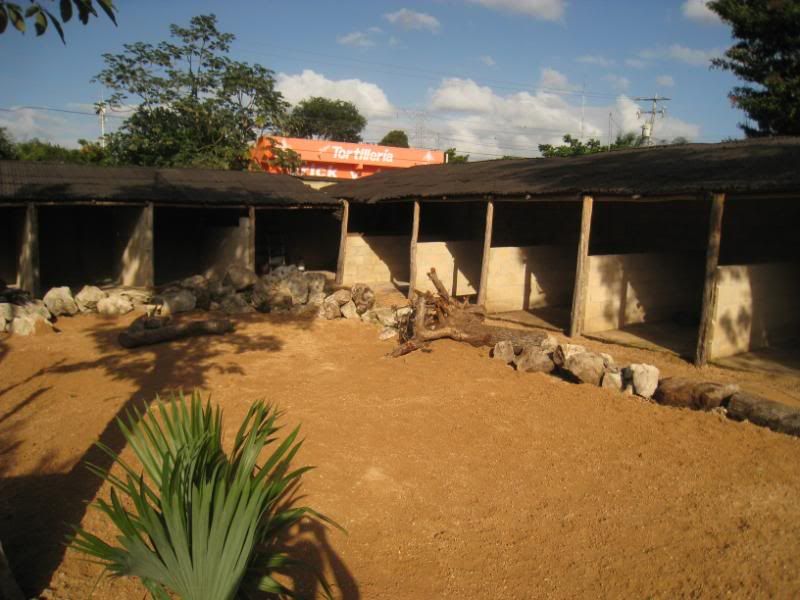 Playa del Carmen Peanut Pet Shelter Playa del Carmen Peanut Pet Shelter