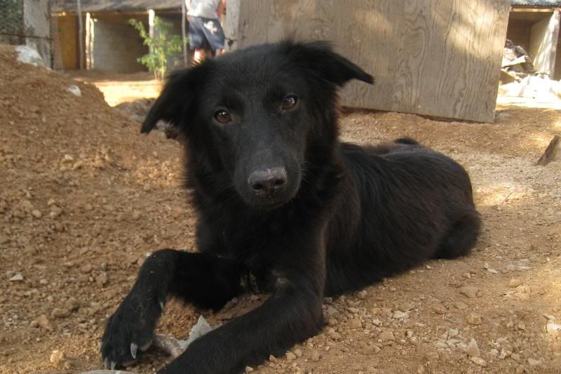 Playa del Carmen Peanut Pet Shelter Playa del Carmen Peanut Pet Shelter
