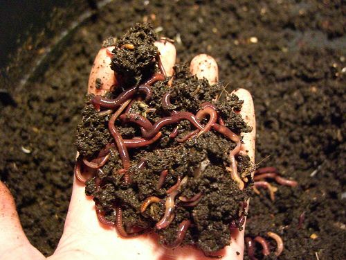 Vermicomposting in Mexico