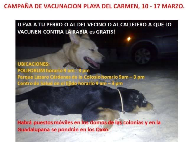 FREE Rabies Vaccinations in Playa del Carmen