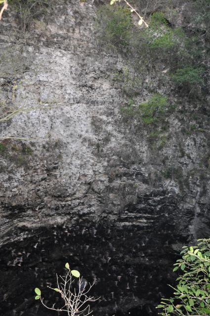 Calakmul Bat Cave