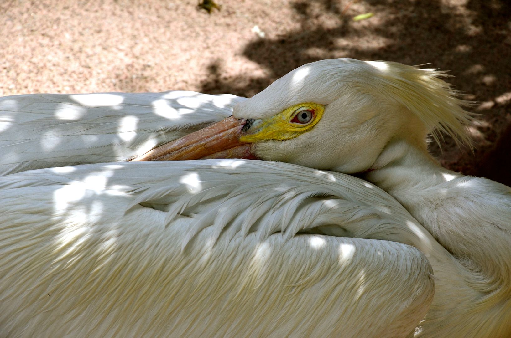 Mexico City Zoo