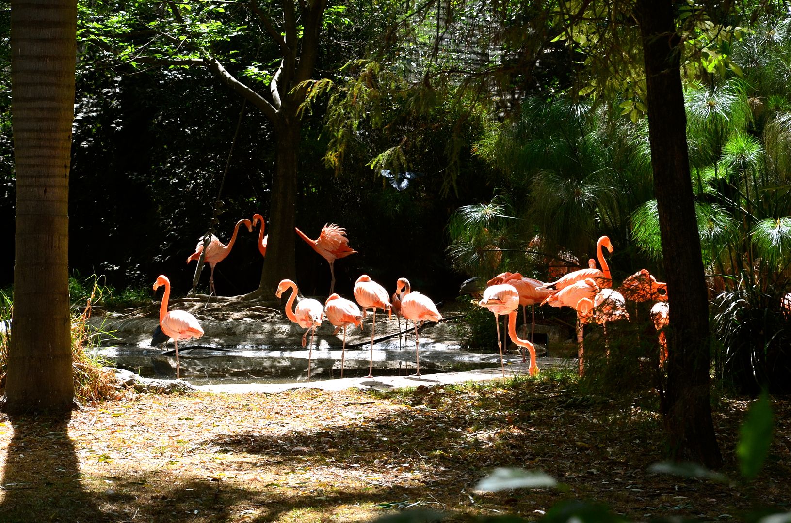 Chapultepec Zoo