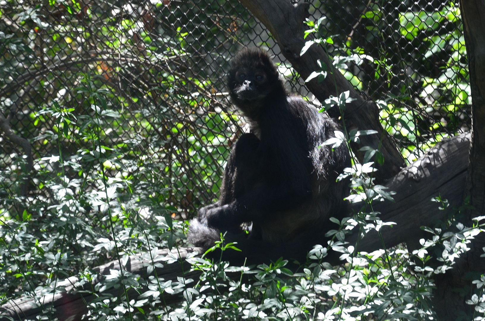Chapultepec Zoo