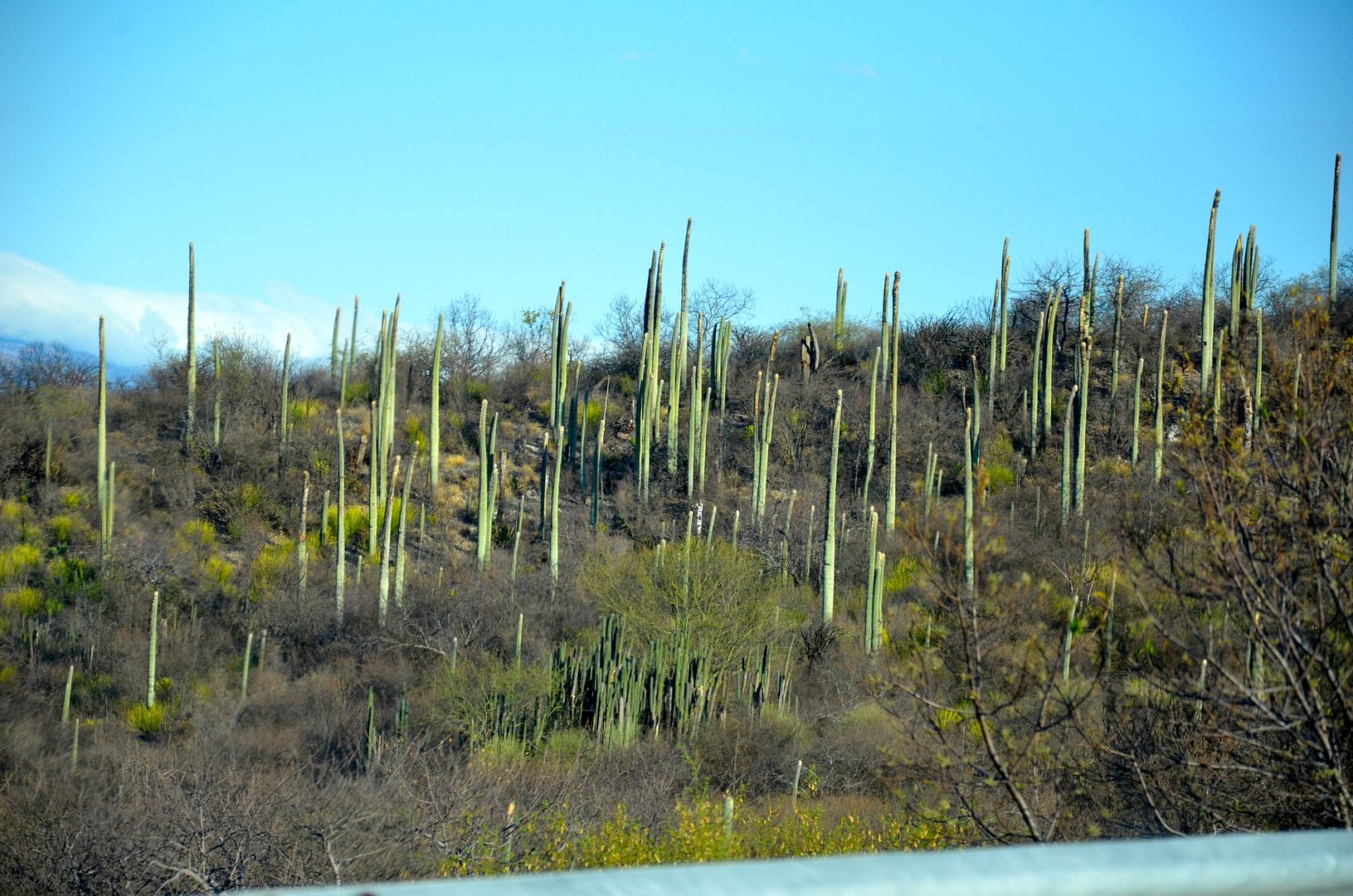Cactus Forests Oaxaca
