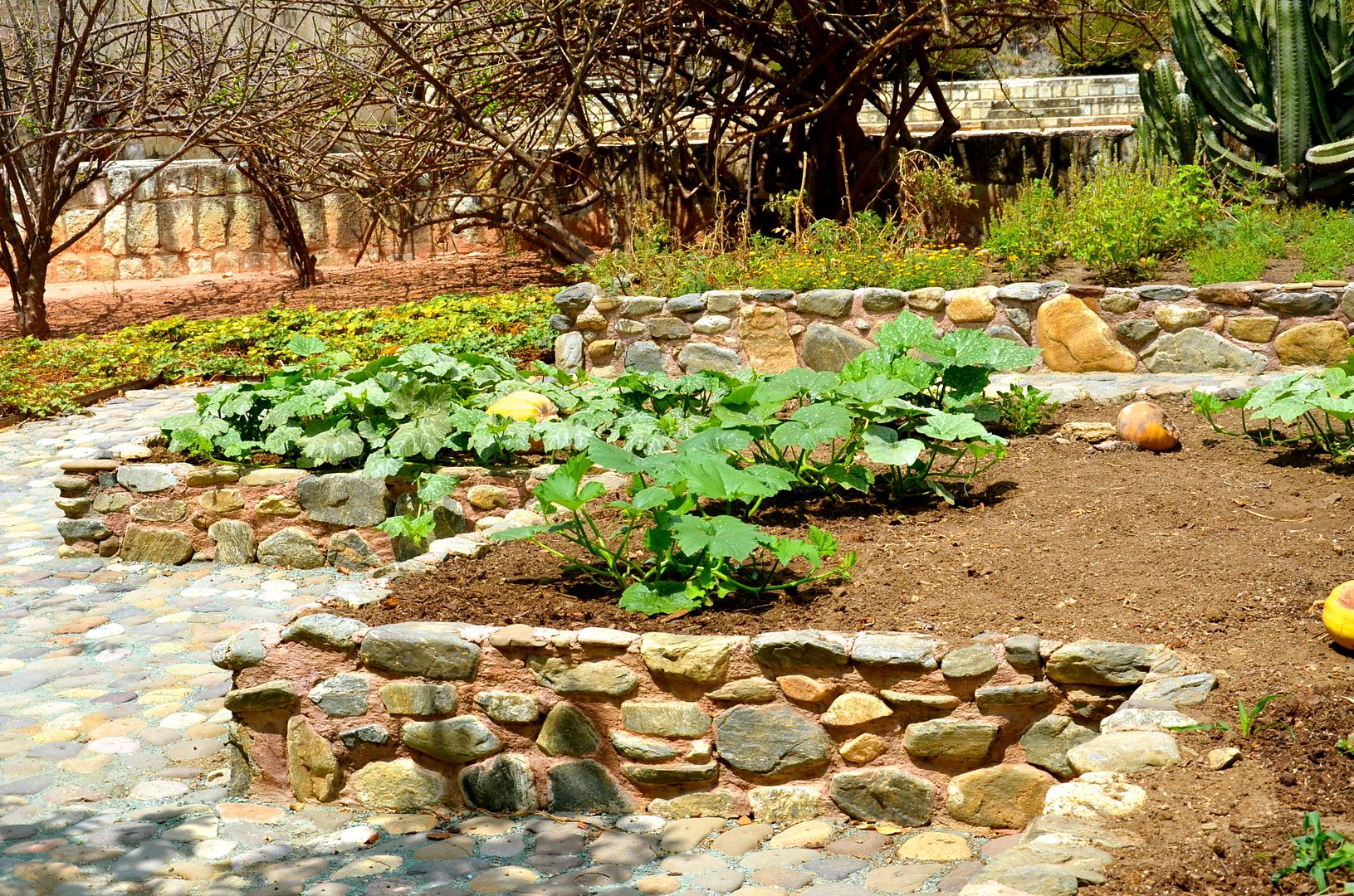 The Ethnobotanical Garden of Oaxaca