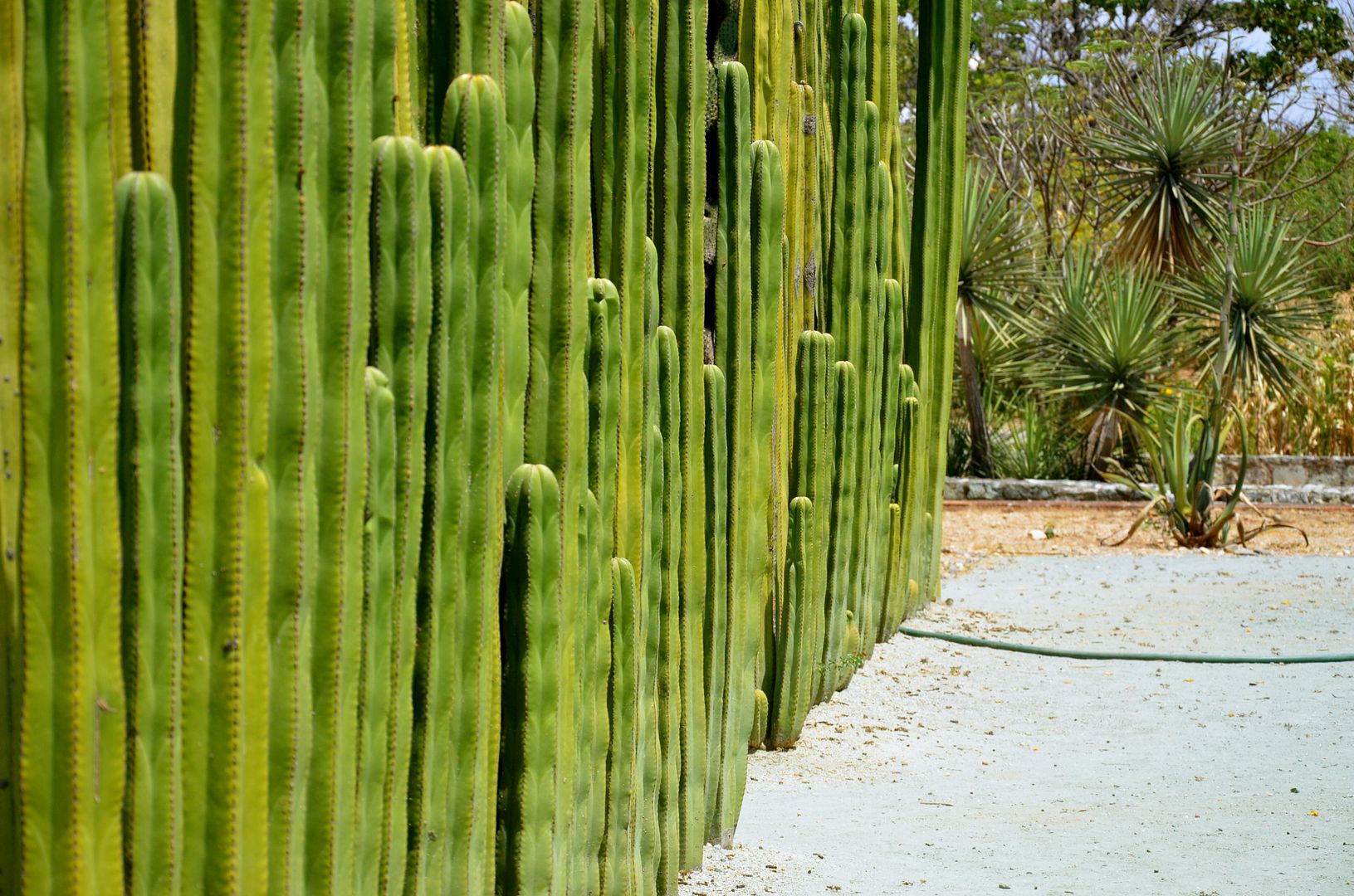 The Ethnobotanical Garden of Oaxaca The Ethnobotanical Garden of Oaxaca