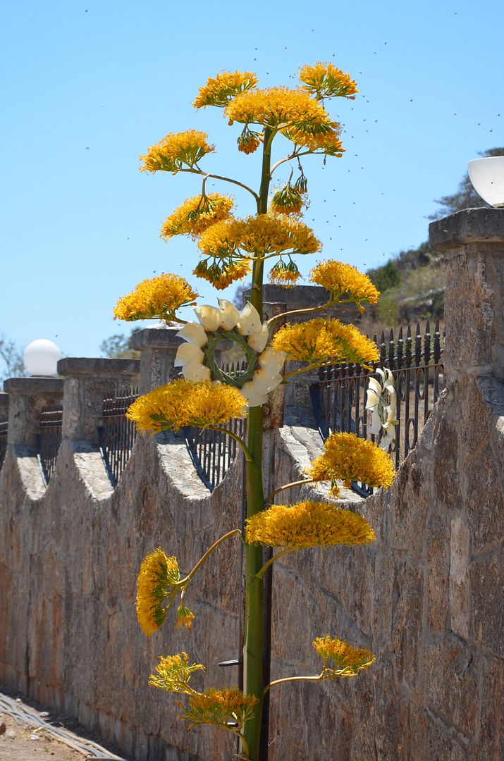 Agave flower