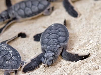 Turtle Nesting Season Riviera Maya