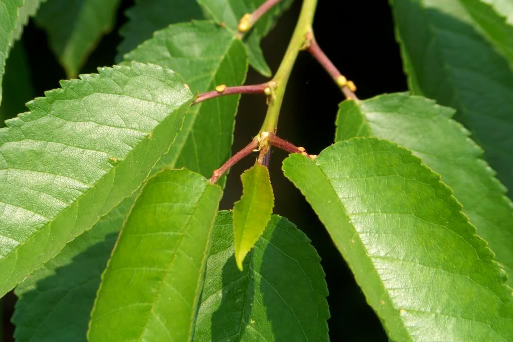 cherry tree identification can you identify this tree helpfulgardener gardening forum cherry tree identification can you identify this tree helpfulgardener gardening forum
