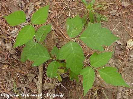 pic of poison oak from poison oak leaf. pic of poison oak from