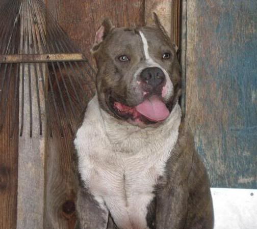 AZDD/Hellz Gate Pitz "Sammy The Bull"